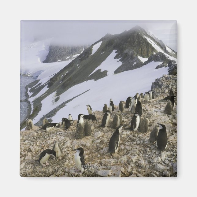 Koloni av Chinstrap penguins Magnet (Framsidan)