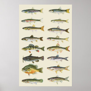 Kolonner av fisken poster