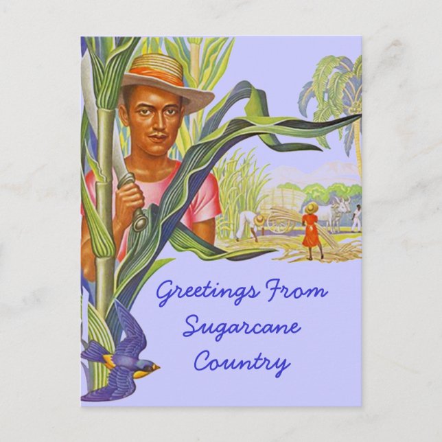 KOLORFUL PROMO RESVEL SUGARCANE HARVEST POSTCARD VYKORT (Framsida)