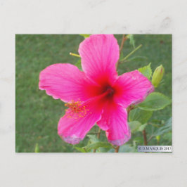 KOLORFULLA FLOROR #6 VYKORT