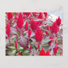 KOLORFULLT FLORA POSTCARD VYKORT