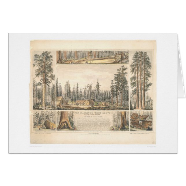 Kolossal träddunge (0976A) Hälsningskort (Framsidan Horizontal)