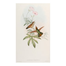 Kolsvanskolibri av John Gould