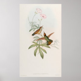 Kolsvanskolibri av John Gould Poster