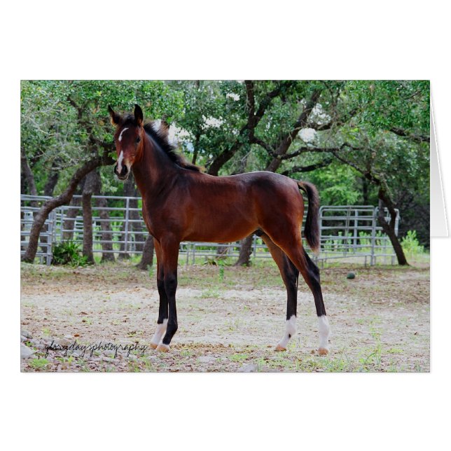 kolt, glorydassotografi hälsningskort (Framsidan Horizontal)