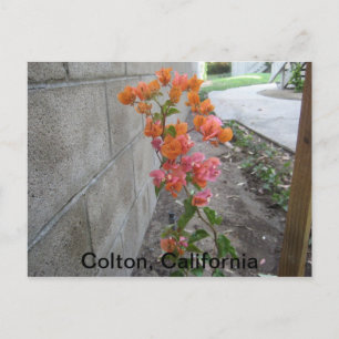 KOLTON, C.A., POSTCARD VYKORT