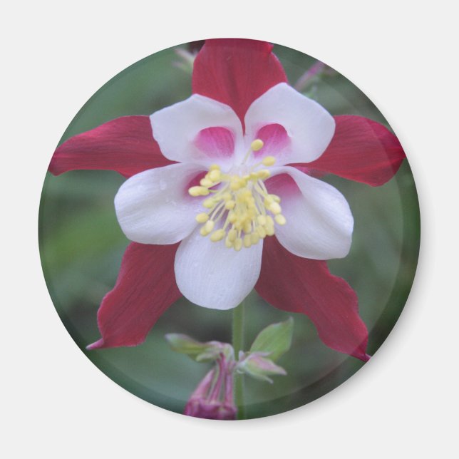 Kolumbin Magnet (Framsidan)
