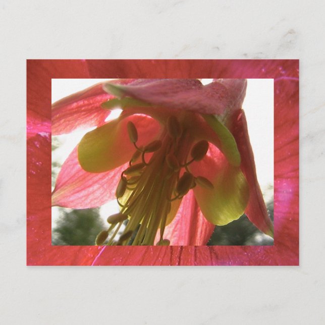 kolumbin vykort (Framsida)