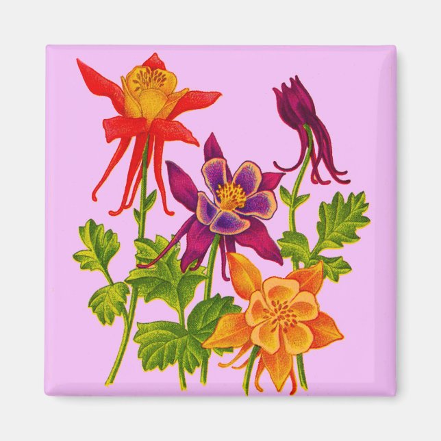 kolumbina blommor magnet (Framsidan)