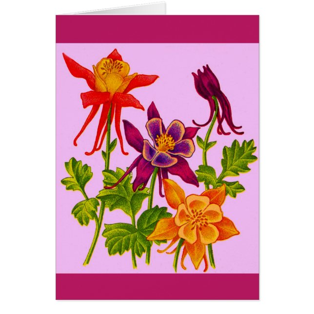 kolumbina blommor OBS kort (Framsidan)