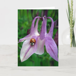 Kolumbine 2-kort kort