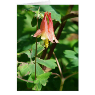 Kolumbine Flower Hälsningskort