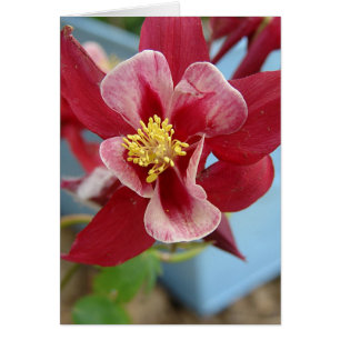 Kolumbine Flower Hälsningskort