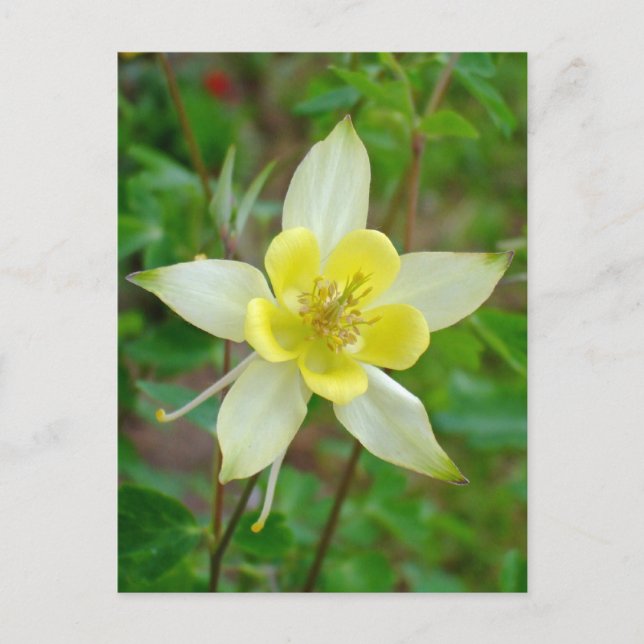 Kolumbine Flower i Gult Vykort (Framsida)