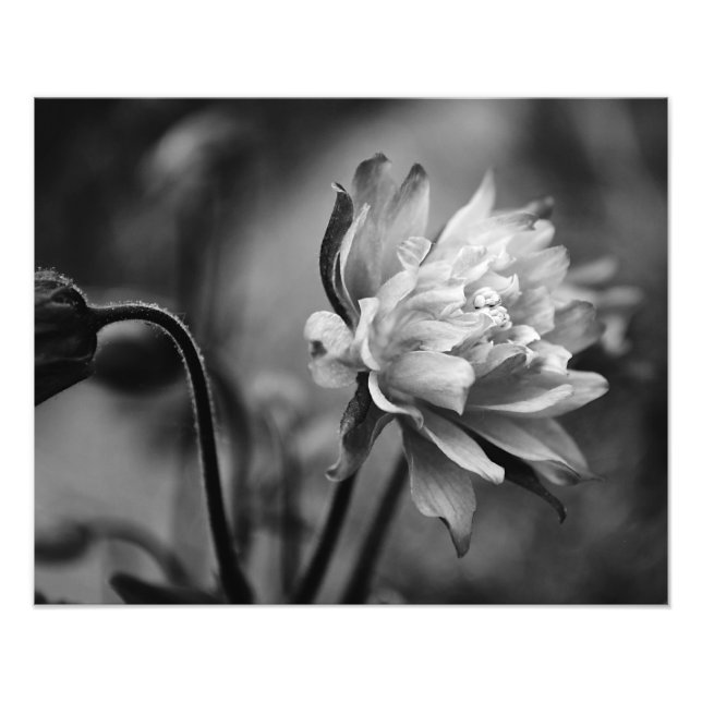 Kolumbine Flower in Black and White Fototryck (Framsidan)