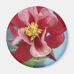 Kolumbine Flower Magnet