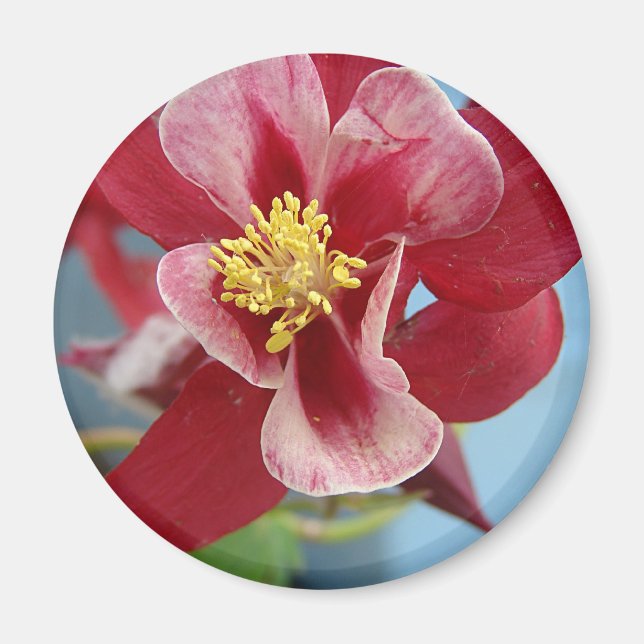 Kolumbine Flower Magnet (Framsidan)