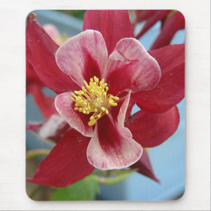 Kolumbine Flower Musmatta