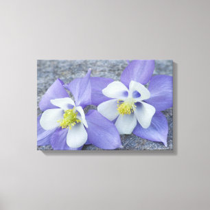 Kolumbine Flower Pair Canvastryck