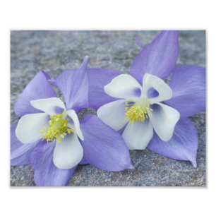 Kolumbine Flower Pair Fototryck