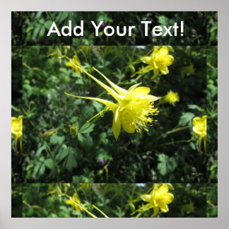 Kolumbine Flower Poster