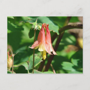 Kolumbine Flower Vykort