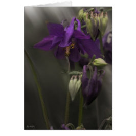 Kolumin i solljus hälsningskort