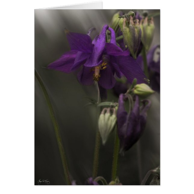 Kolumin i solljus hälsningskort (Framsidan)