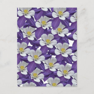 Kolumin Lila och Vita Blommor Mönster-vykort Vykort