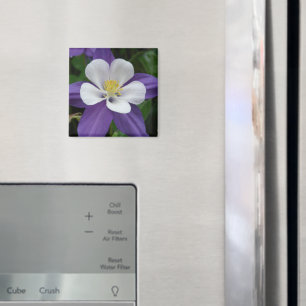 Kolumin Lila och vitt blomsternät Magnet