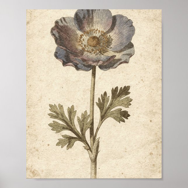 Kolväxtanemon Botanisk Blommig Konst Poster (Framsidan)