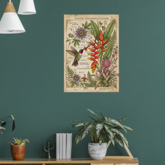 Kolvibri Botanisk Vintage Affisch