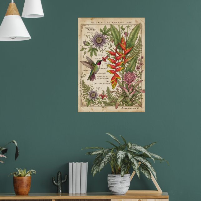 Kolvibri Botanisk Vintage Affisch (Vardagsrum 1)