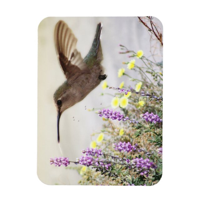 Kolvibri och vilda blommor Digital konst  Magnet (Vertikal)