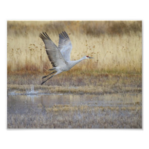 Kom flyger med mig fototryck