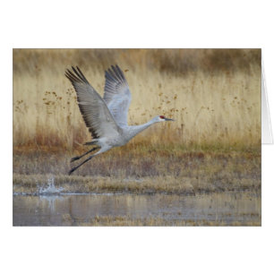 kom flyger med mig Sandhill Crane Hälsningskort