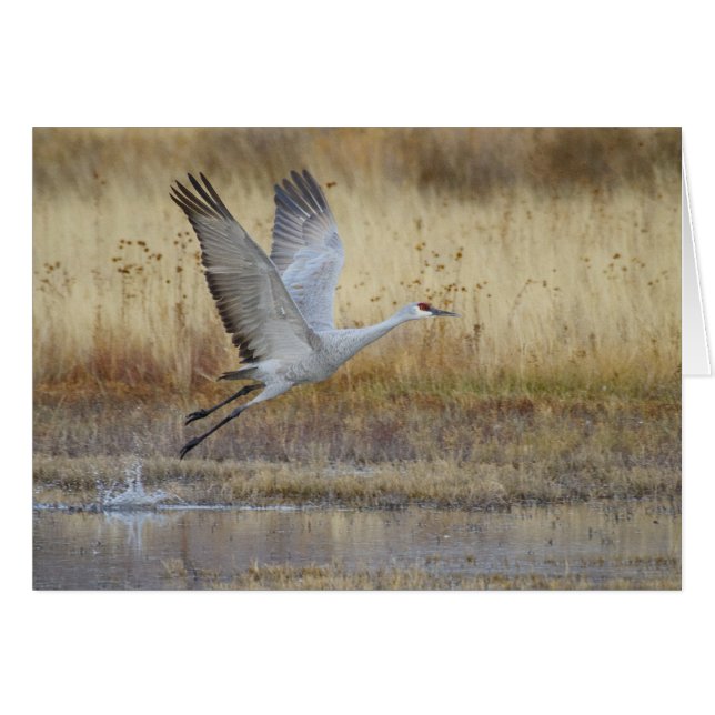 kom flyger med mig Sandhill Crane Hälsningskort (Framsidan Horizontal)