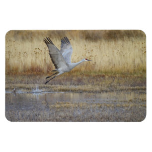Kom flyger med mig Sandhill Crane Magnet