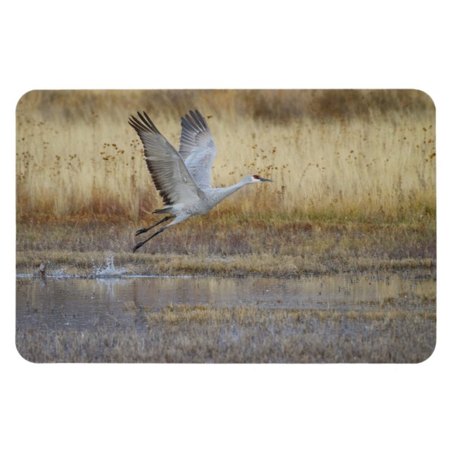 Kom flyger med mig Sandhill Crane Magnet (Horisontell)
