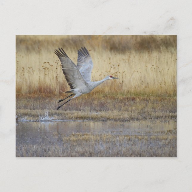 kom flyger med mig vykort (Framsida)