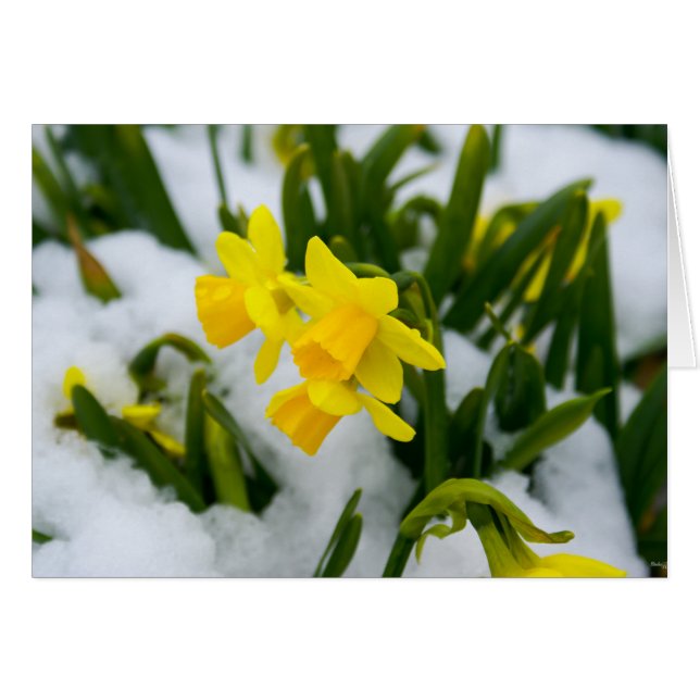 Kom under vårtid OBS kort (Framsidan Horizontal)