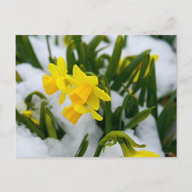 Kom under vårtid vykort (Framsida)