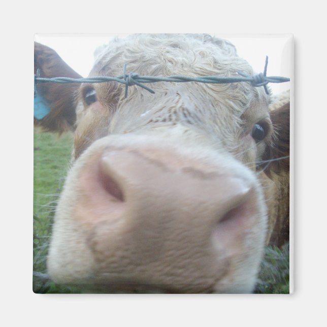 komagnet magnet (Framsidan)