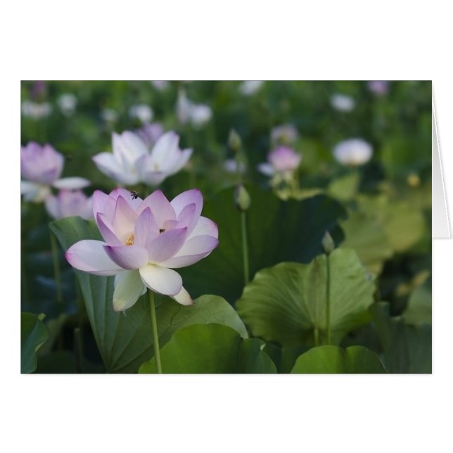 Kommande in för en landning hälsningskort (Framsidan Horizontal)