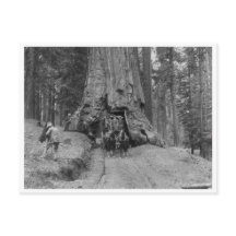 Kommer igenom Wawona Underbara Träd