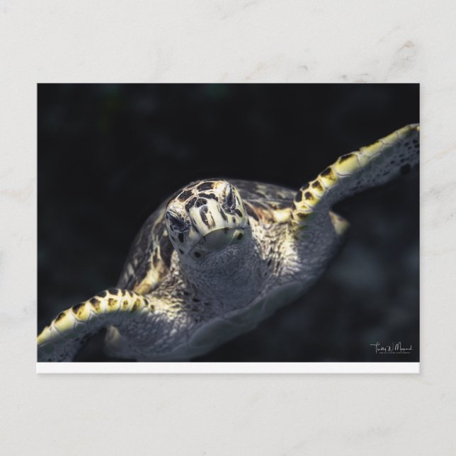 "Kommer på dig" Vykort (Framsida)