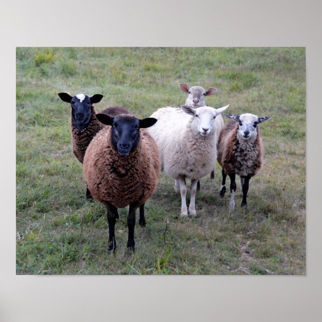 Kommittén för skydd av Vermont Sheep Poster (Framsidan)