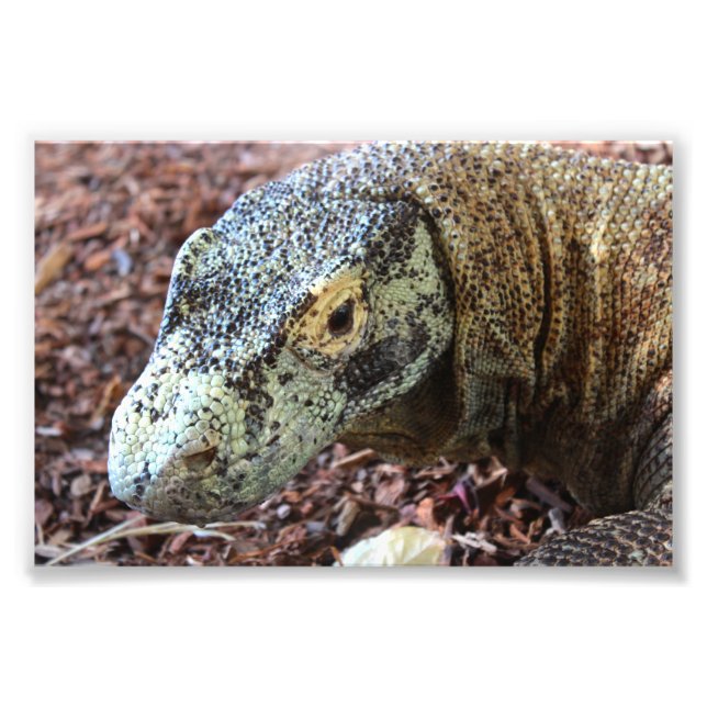 Komodo Dragon Fototryck (Framsidan)