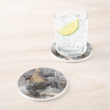 Komodo Dragon in Rocky Light