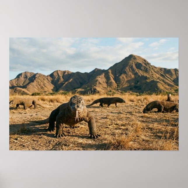 Komodo Dragon Indonesia National Park Wildlife Art Poster (Framsidan)